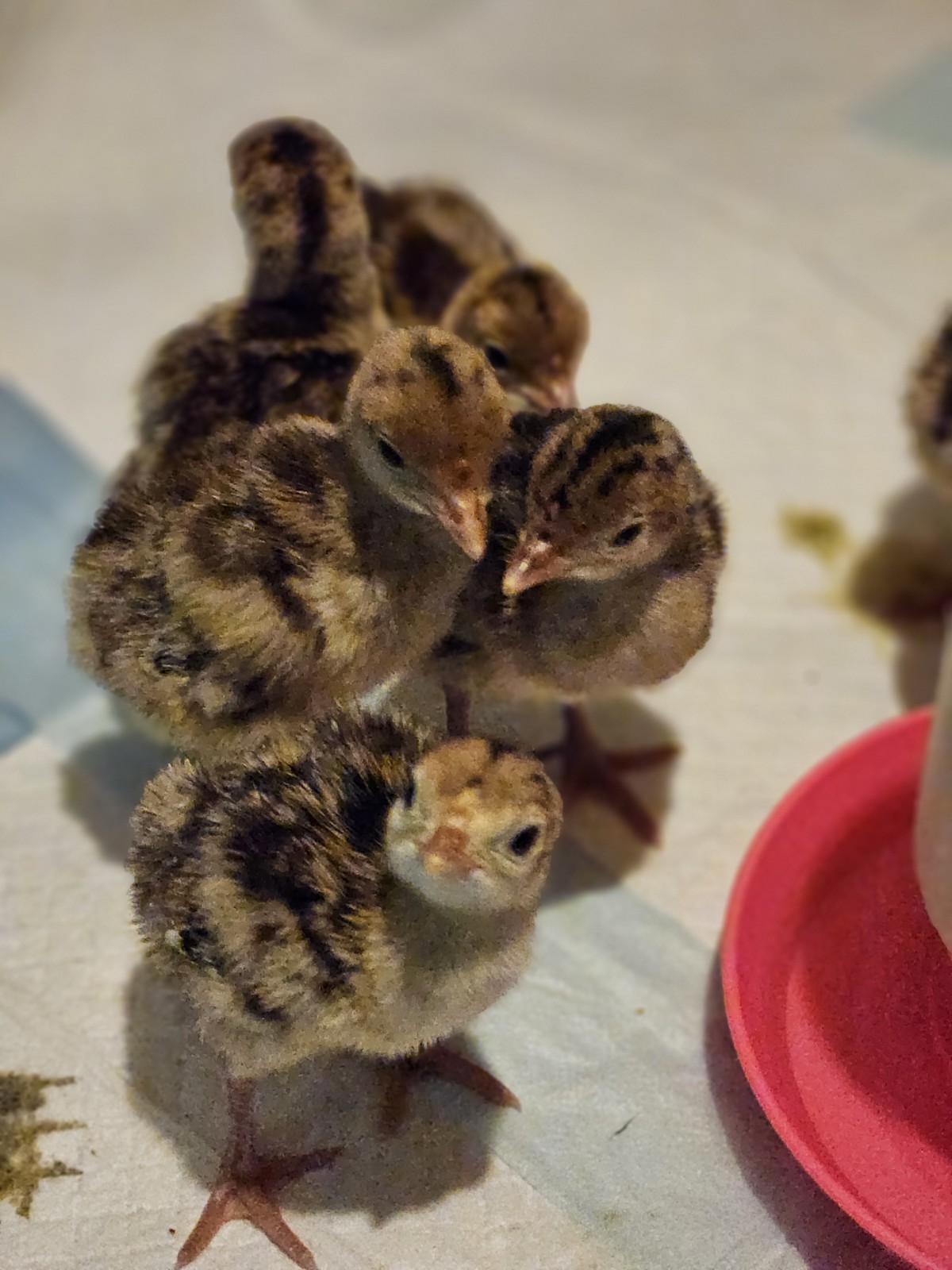 6+ Golden Narragansett Heritage Turkey Hatching Eggs 🐣 Npip #652261