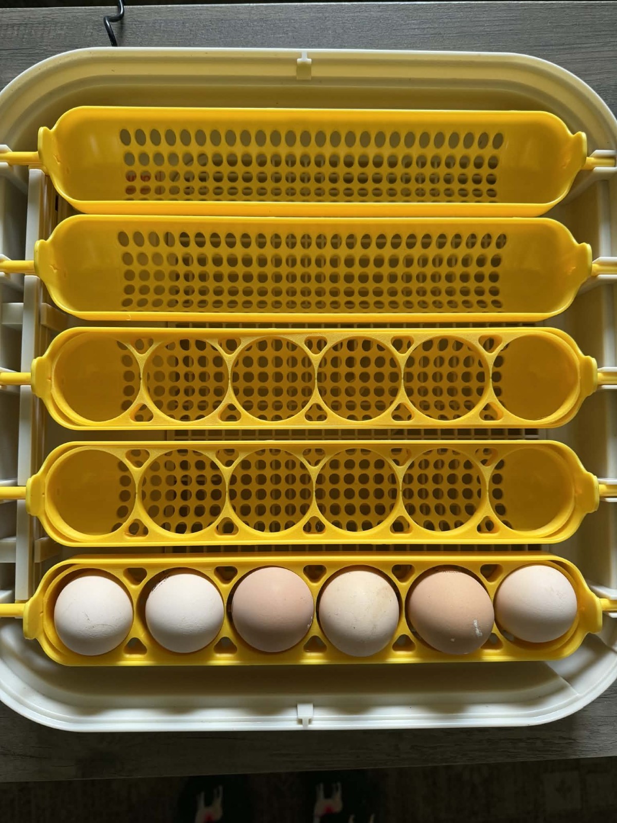 Set Of 5 Egg Inserts tray for Standard sized eggs for MATICOOPX 30