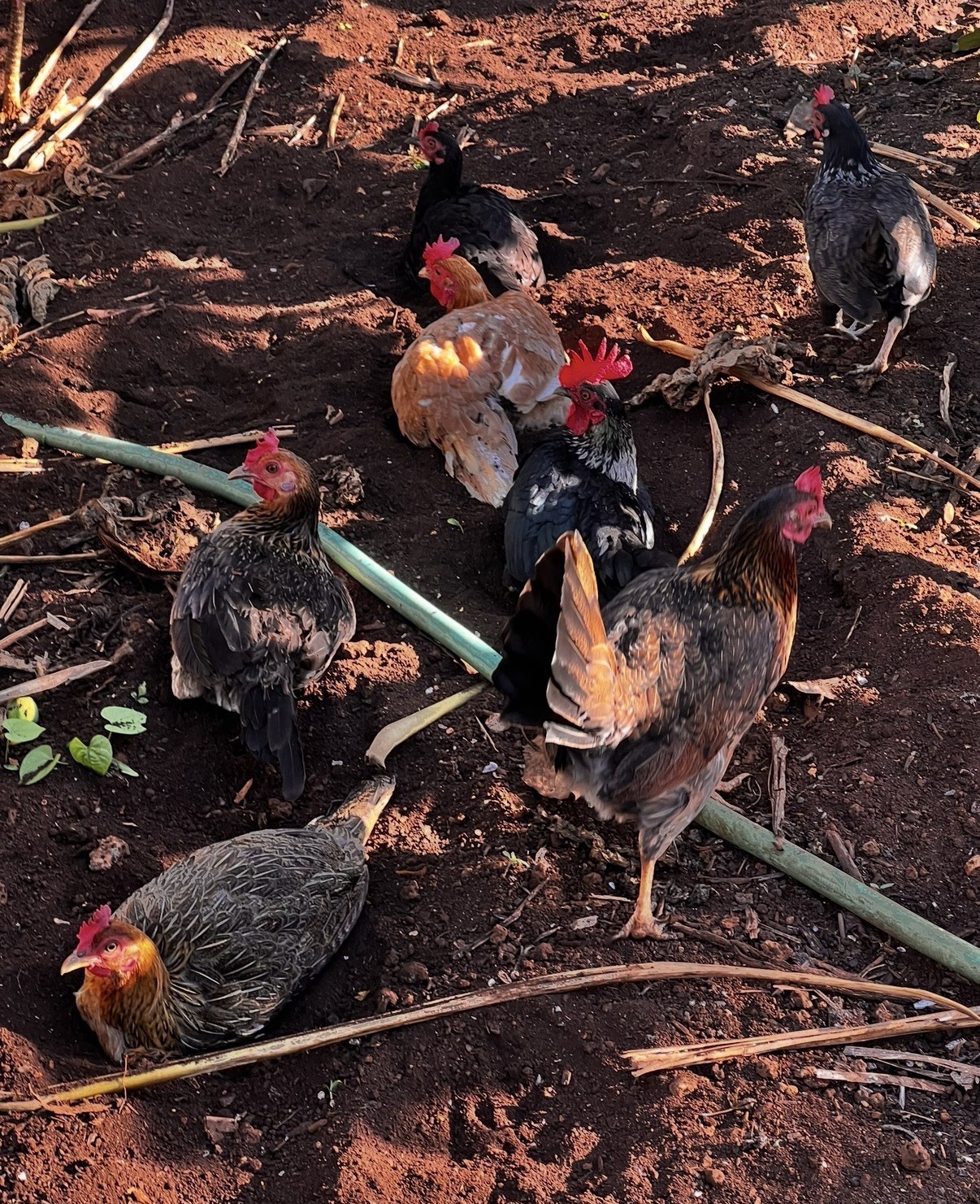 6 Hawaii Jungle Fowl Bantam Cross Hatching Eggs! Shipping 6/4-6/9