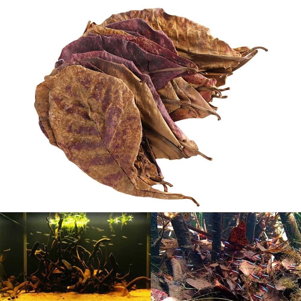 Indian almond leaves Dried catappa,ketapang for fish,shrimp,betta&aquarium care