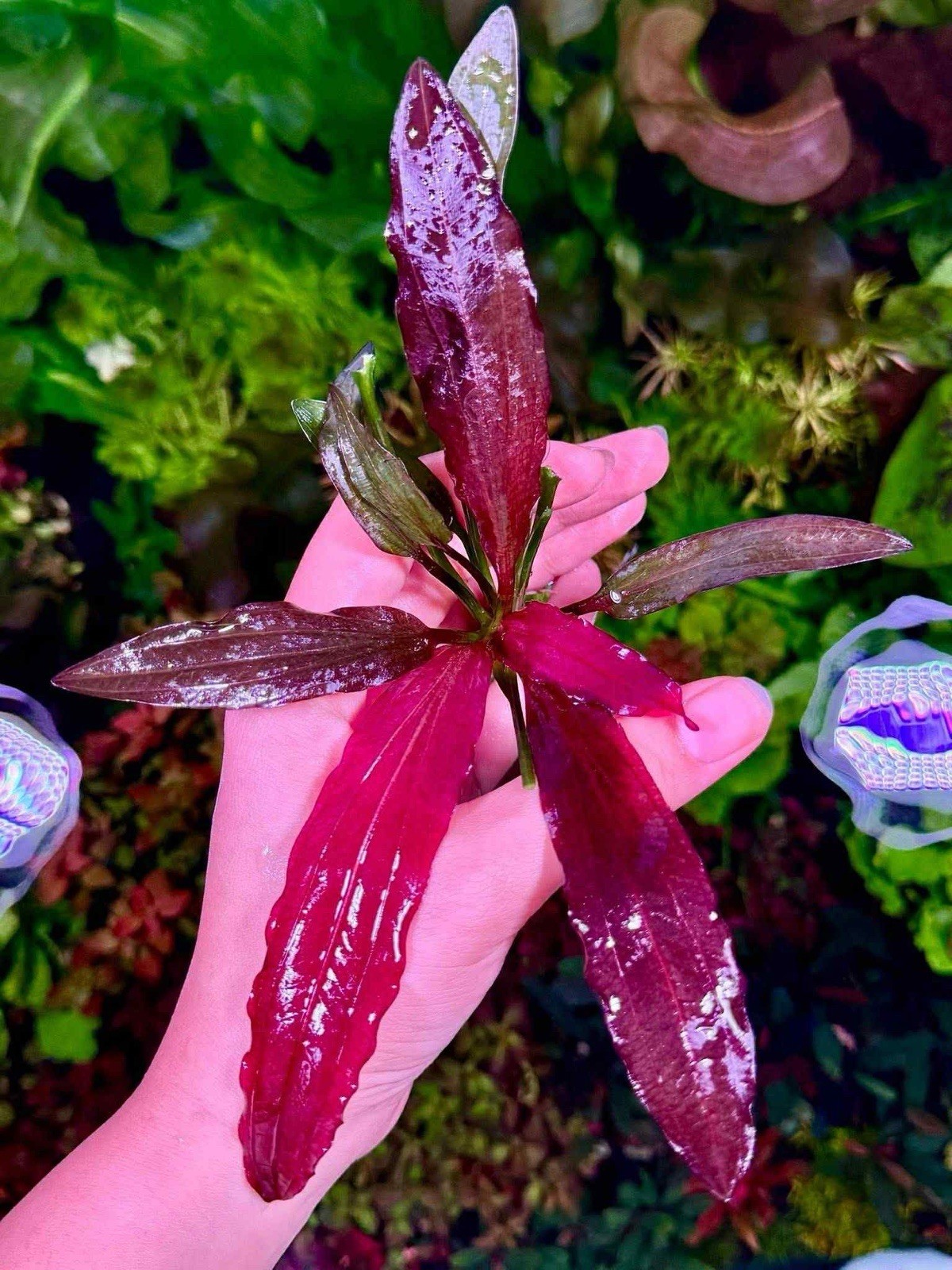 RARE Echinodorus Soekarno Live Red Plant Easy To Grow Buy3Get1Free Low Stock