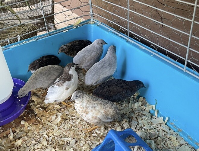 12 Exotic Rare Button Quail Hatching Eggs Colors