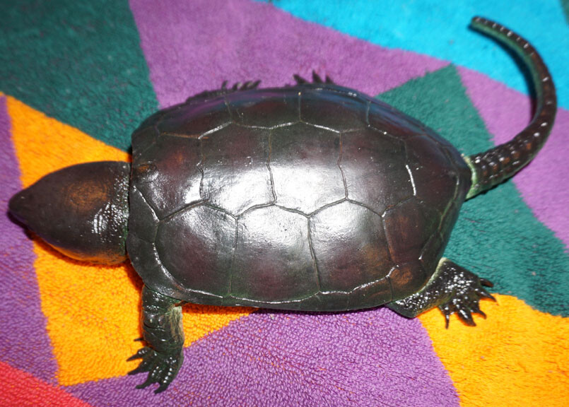 Snapping Turtle Replica - AAA - Realistic PVC
