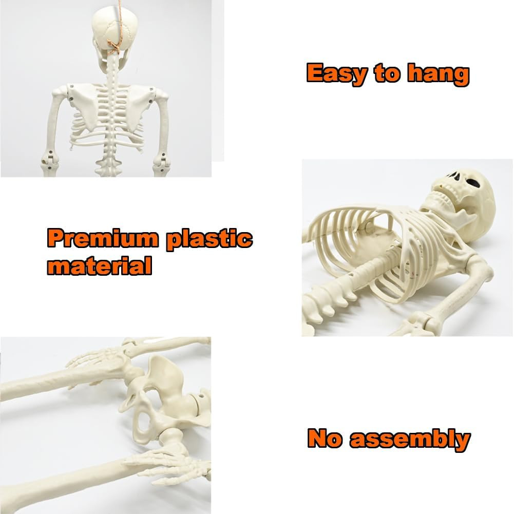 3FT Skeleton, 36" Full Body Skeleton with Movable Posable Joints, Realistic Plas