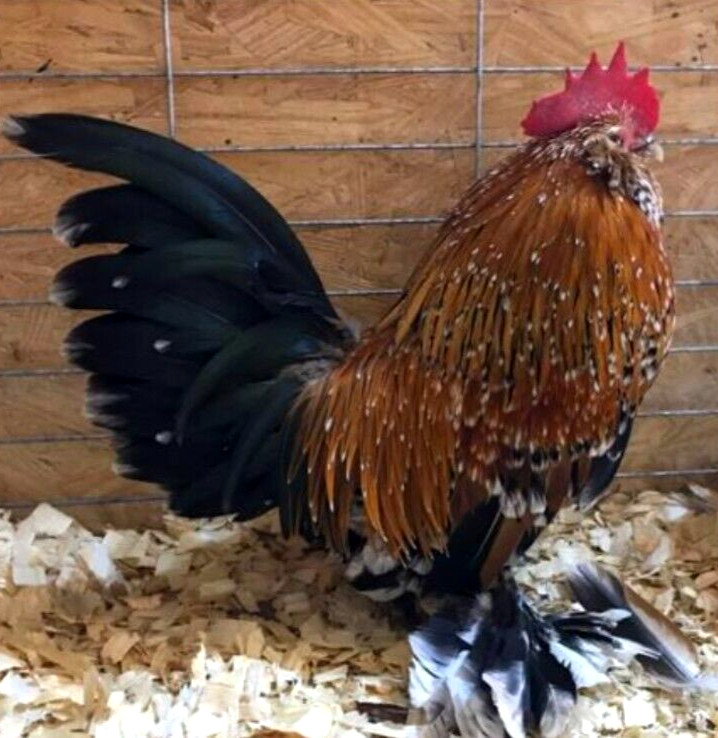 12 NPIP/AI CLEAN BELGIAN BEARDED MILLE FLEUR D'UCCLE BANTAM HATCHING EGGS