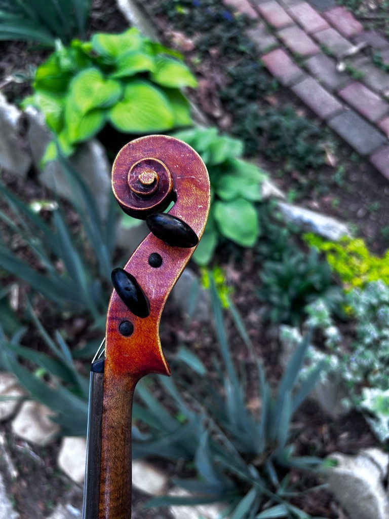 violin