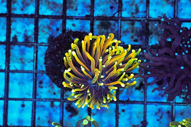Ignited Dragon Torch WYSIWYG - SAQ Coral Farm