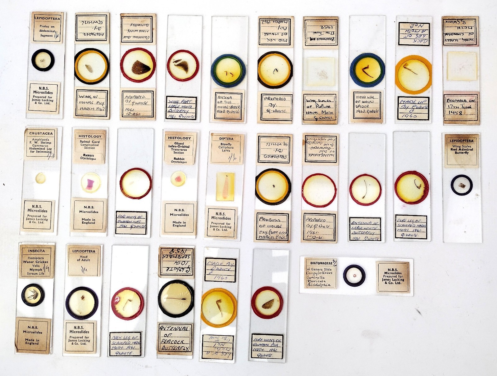 Microscope slides: petrology, histology, entomology etc