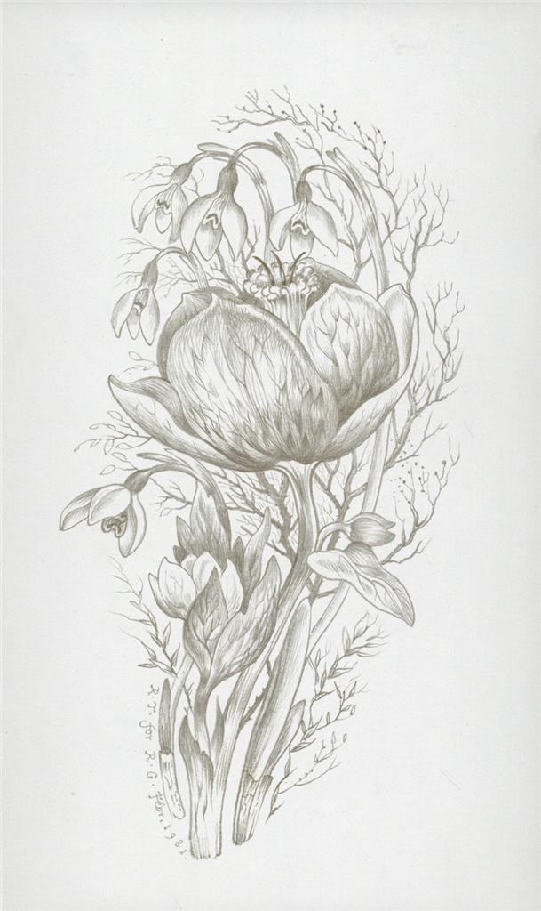 Robin Tanner (1904-1988) Silverpoint Drawing Peonies & Snowdrops, 1981 Botanical
