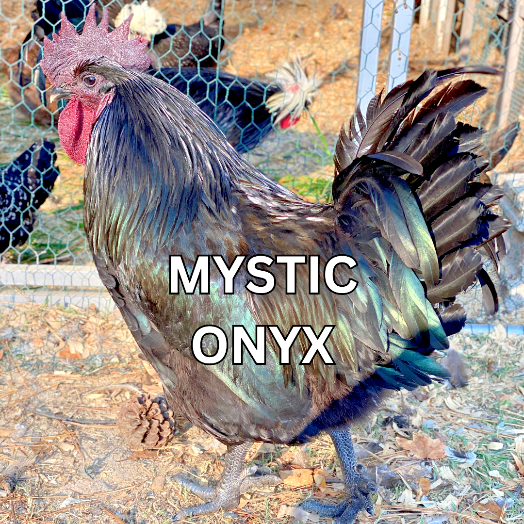 10 Custom Select Chicken Hatching Eggs - You Choose - See Description for Breeds