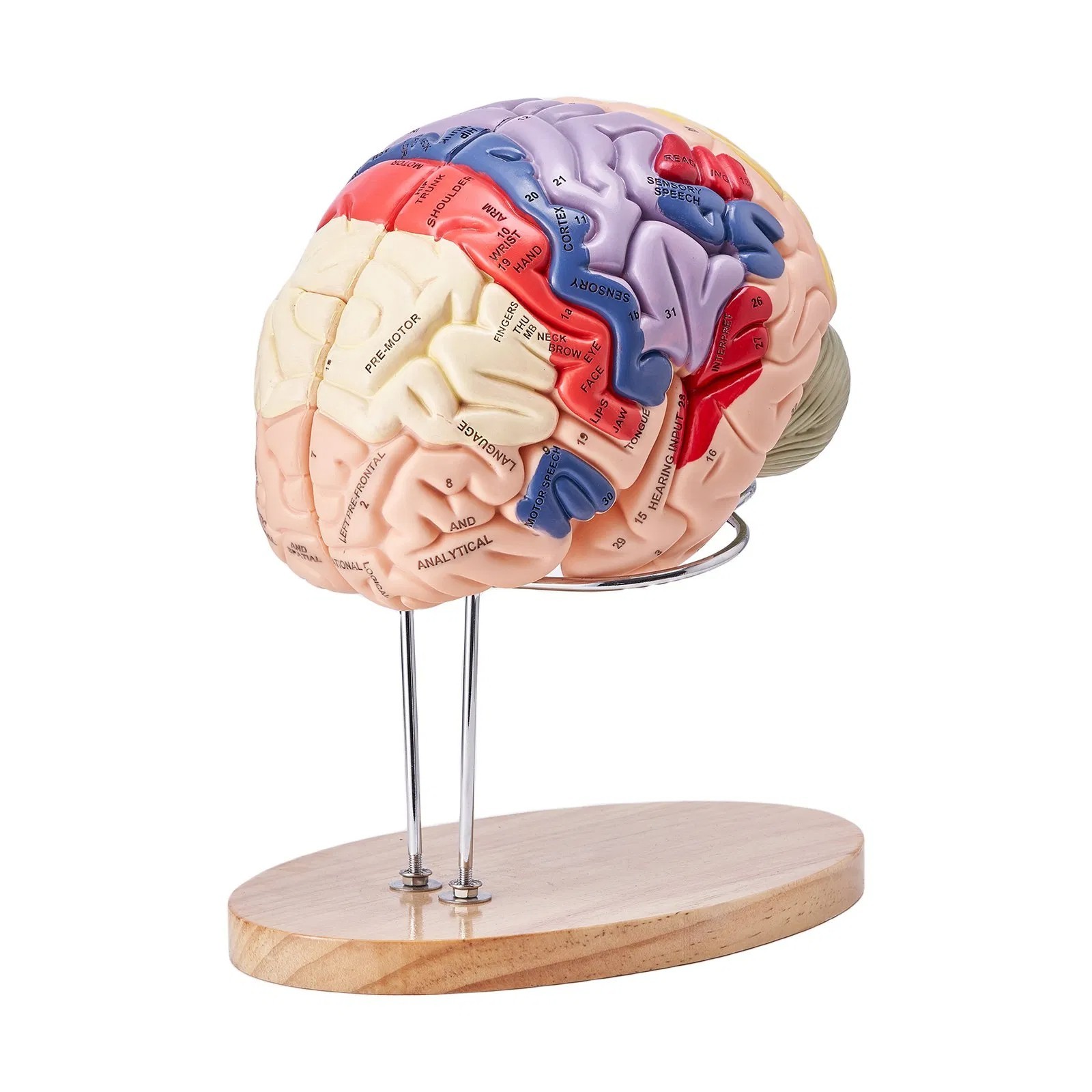 Human Brain Model Anatomy, 2X Life-Size 4-Part Human Brain Anatomical Model