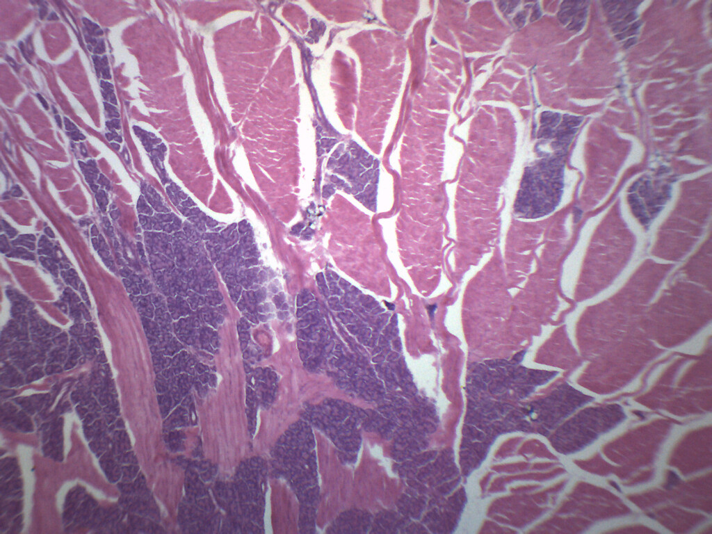 Foliate Papillae - Prepared Microscope Slide - 75x25mm - Eisco Labs