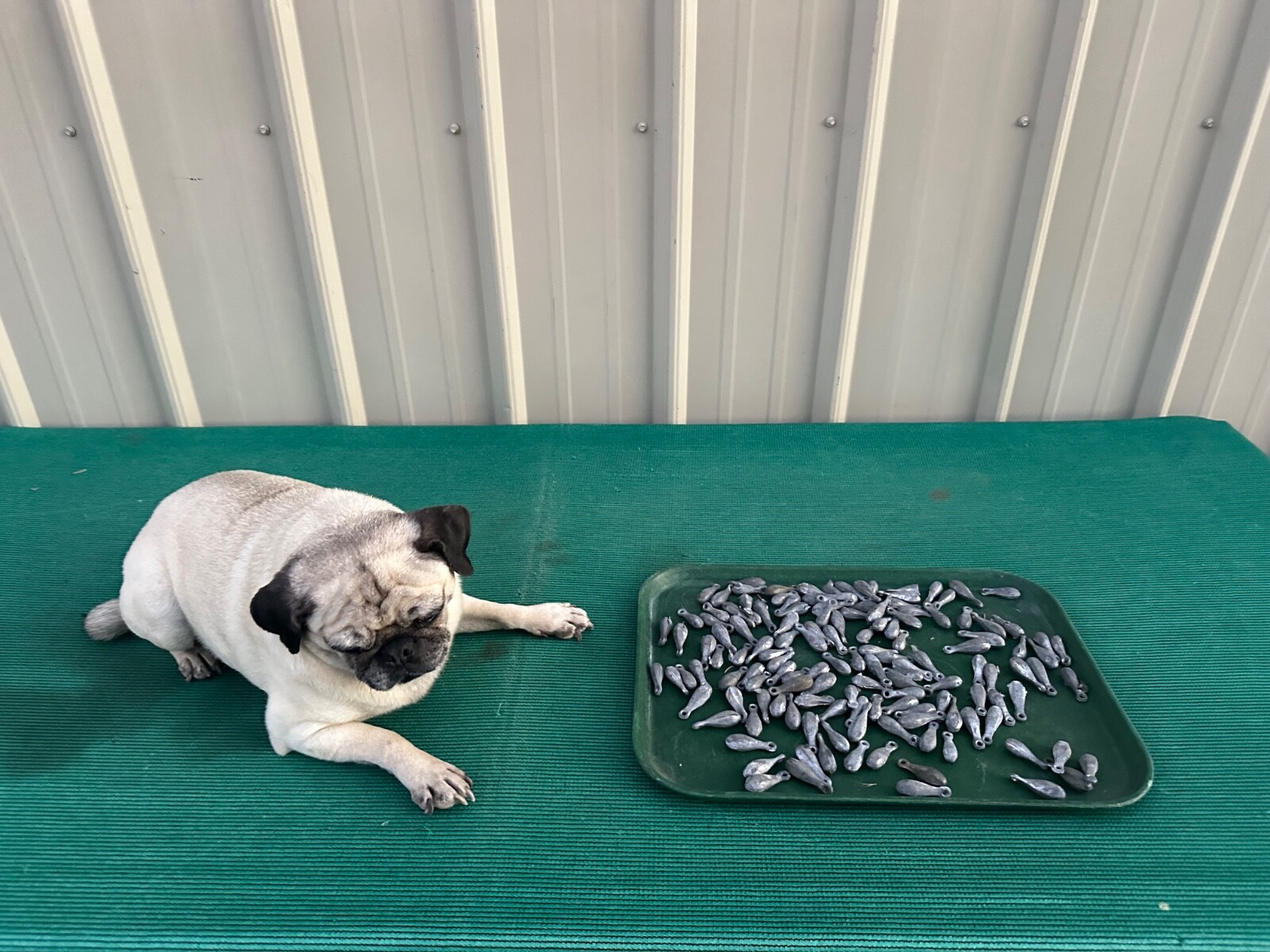 8 lbs of Lead 1oz Bank Sinkers Fishing Weights