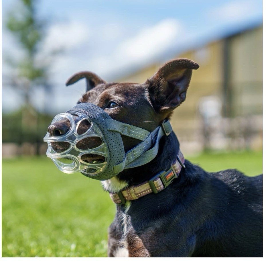Baskerville INVISA Basket Dog Muzzle NWT SZ 6