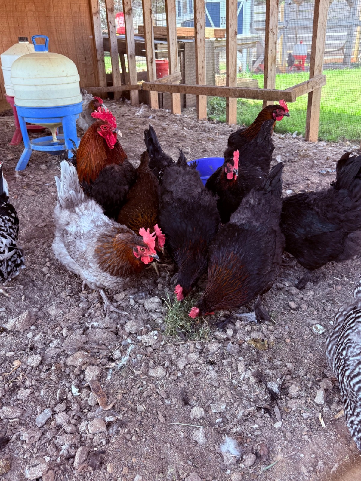 NPIP 12+ black copper maran eggs (6-8 range)