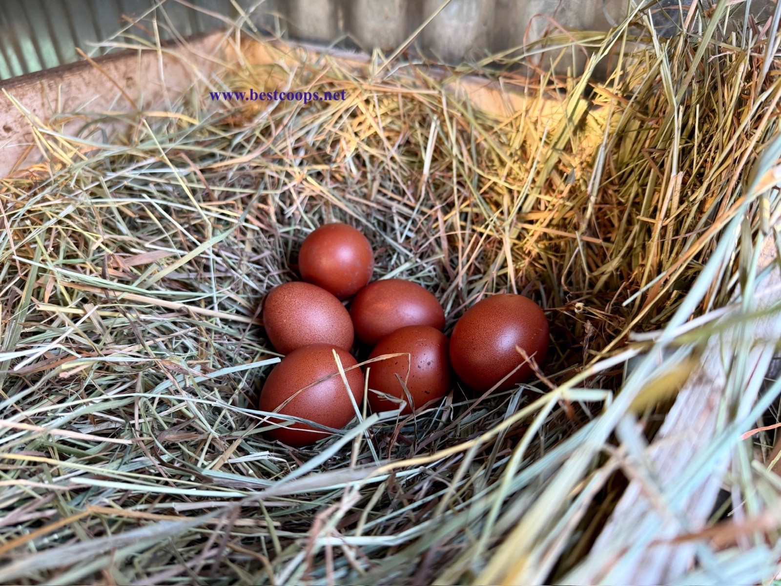 6+ Fertile Black Copper Marans Chicken Hatching Eggs