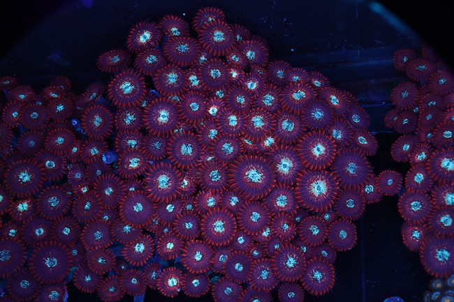 Red Zoanthid Rock Colony WYSIWYG - SAQ Coral Farm