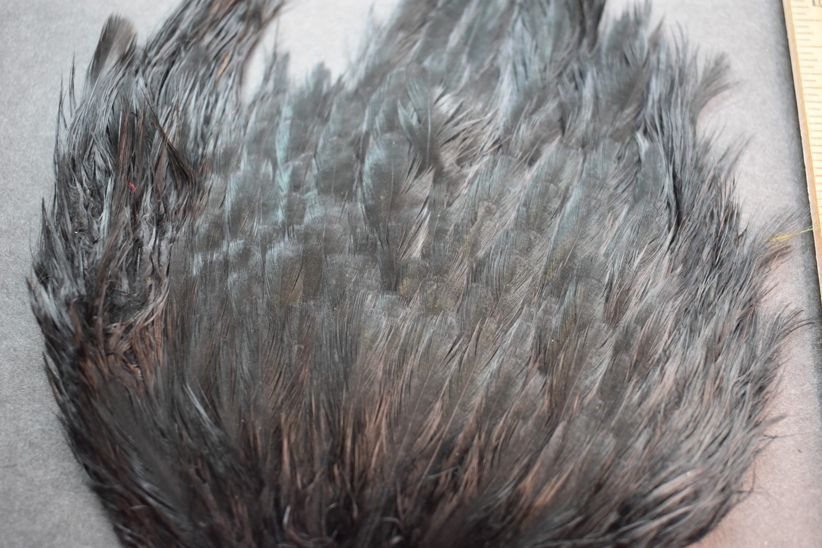 Lot 380, Dyed Black India Hen Back Saddle Feathers for Fly Tying