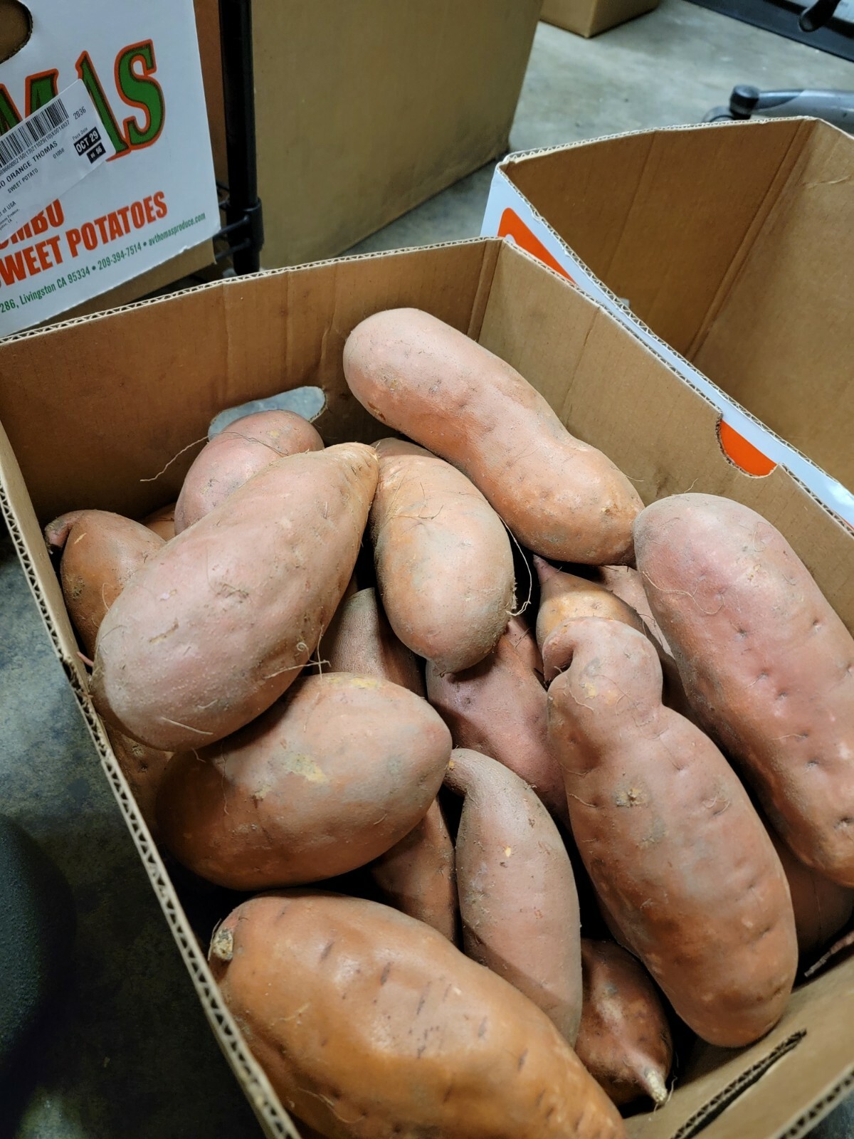 16 LBS Fresh Jewel Sweet California Grown Potatoes Yams 🍠~Organic~ FRESH CROP