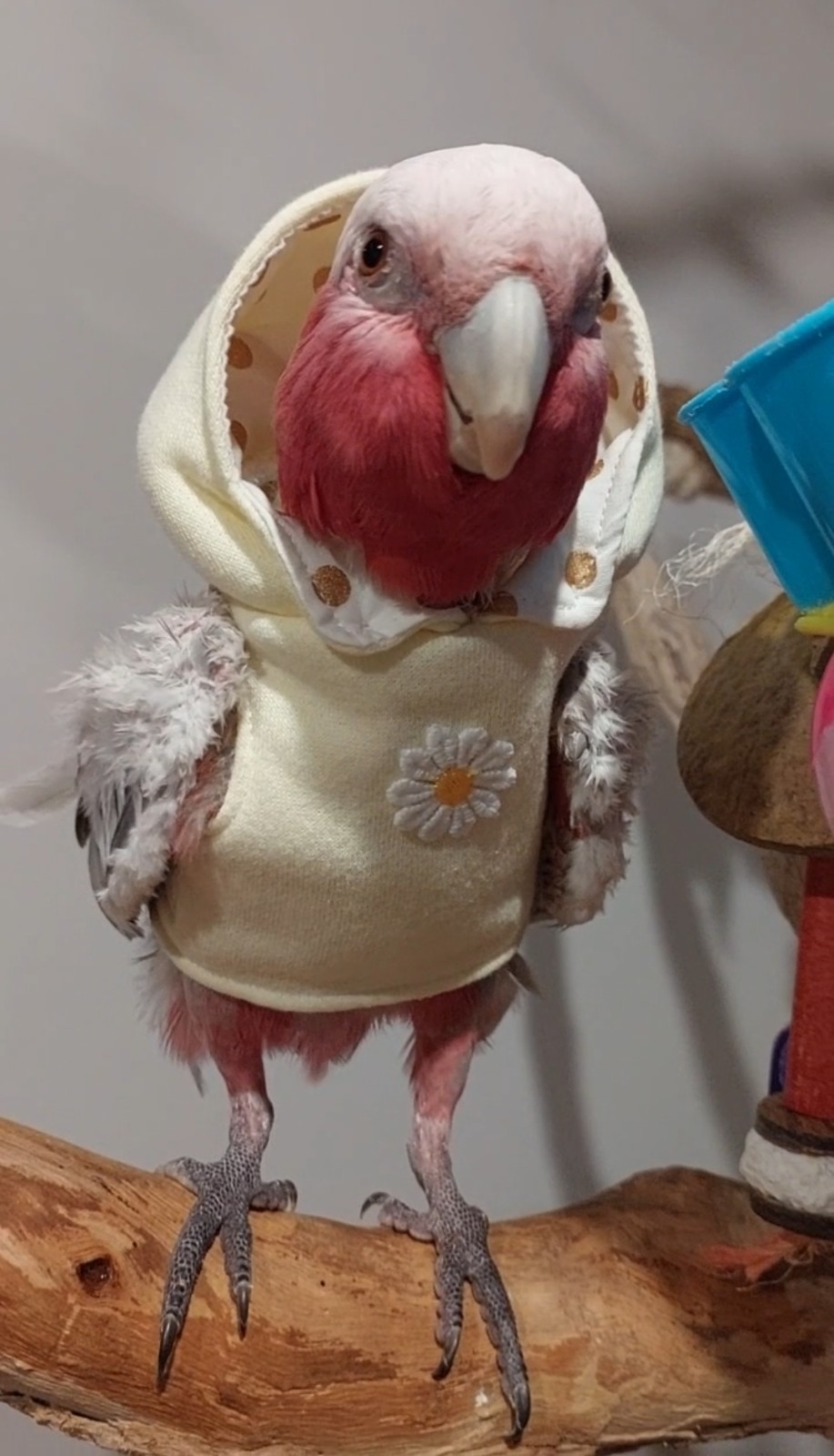 Daisy Hoodie