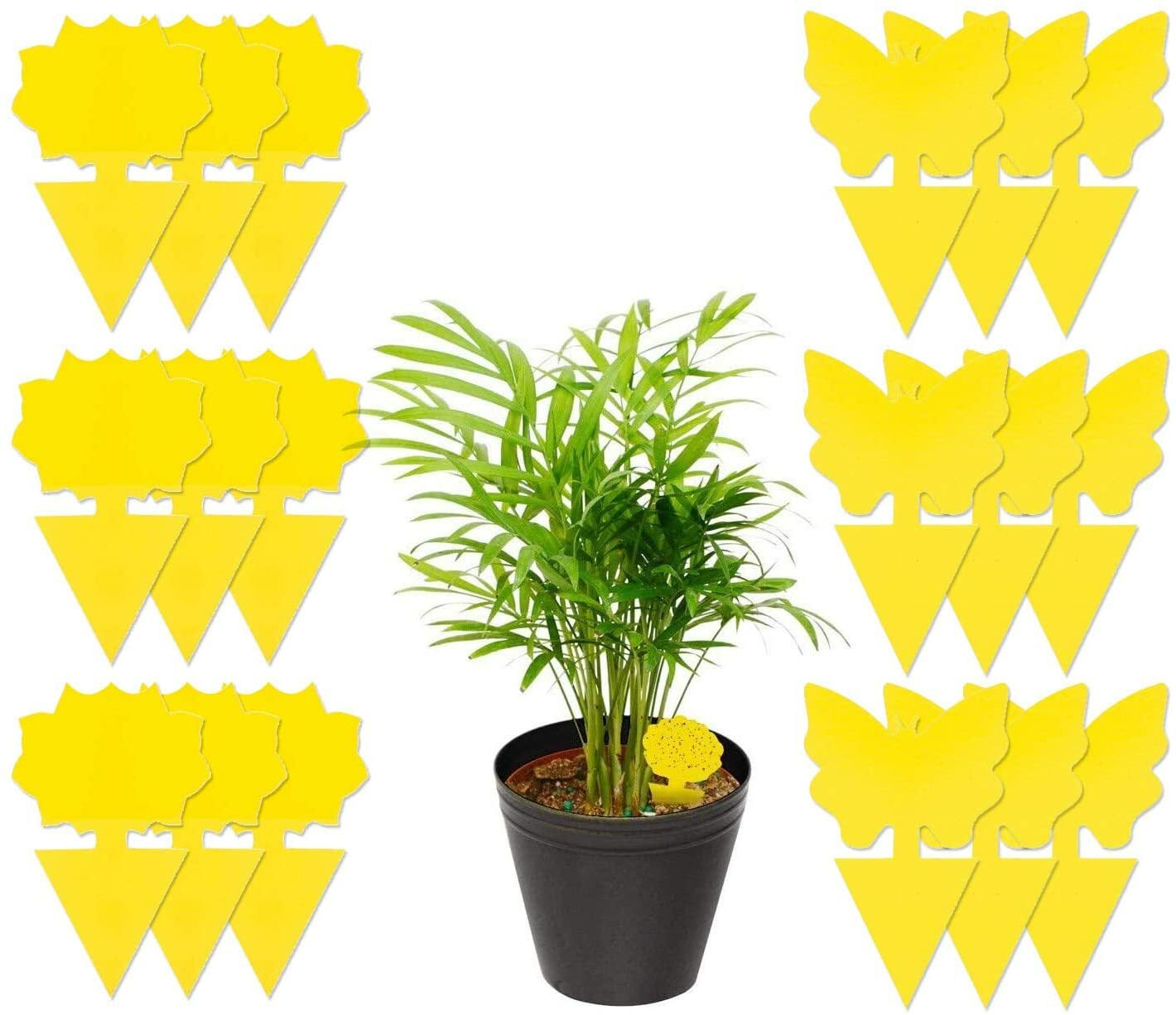 Sticky Fruit Fly Traps, Fungus Gnat Killer Trap use for Indoor Outdoor
