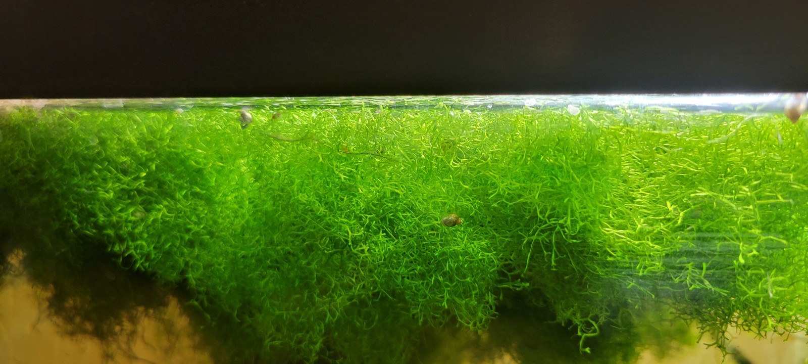 A Snack Baggy Full Of Riccia Fluitans Moss! Rare Floating Live Aquarium Plants