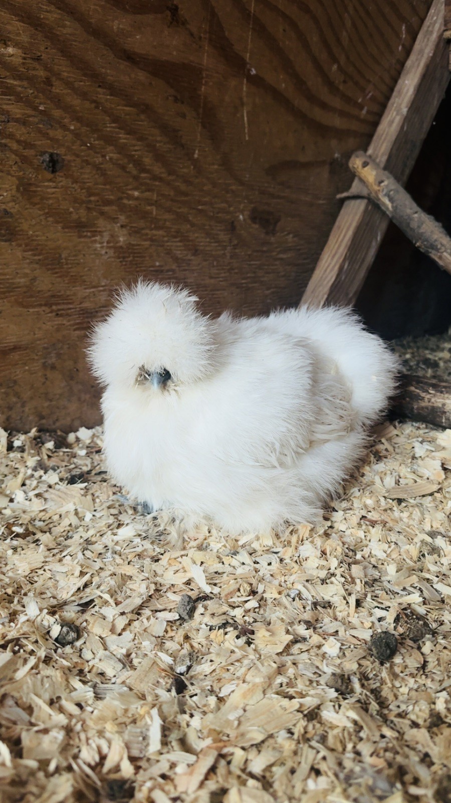 Hen's Choice Pure Bred Silkie Hatching NPIP Clean From Our Exhibition Stock 1 Dz