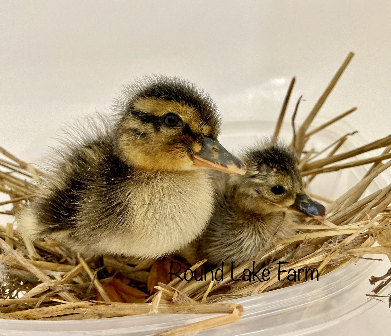 12 assorted duck hatching eggs
