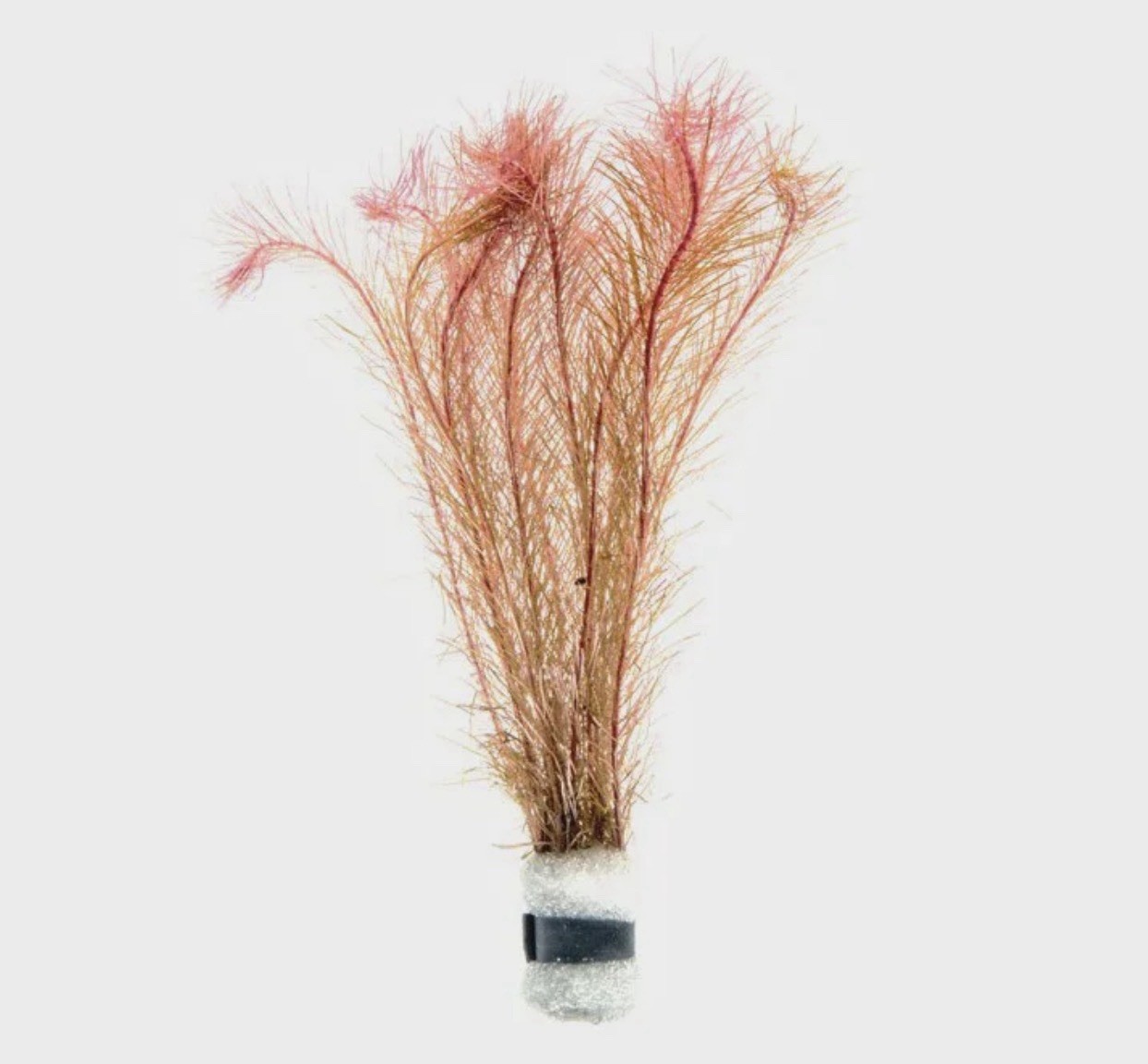 Buy 2 Get 1 Free - ROTALA WALLICHII (Rotala wallichi) Live Aquarium Plants