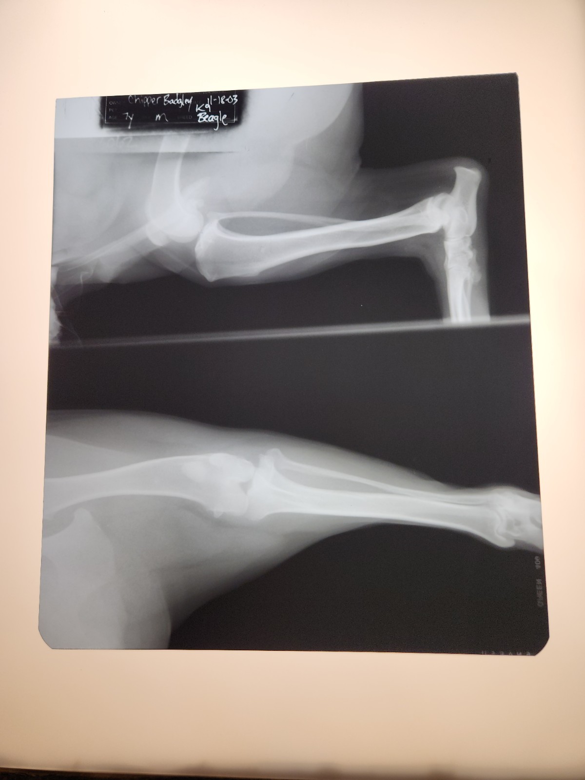 Animal X-Ray Film Negative Print - Canine Dog 9 7/8" x 11 1/2" XRay Medical A11