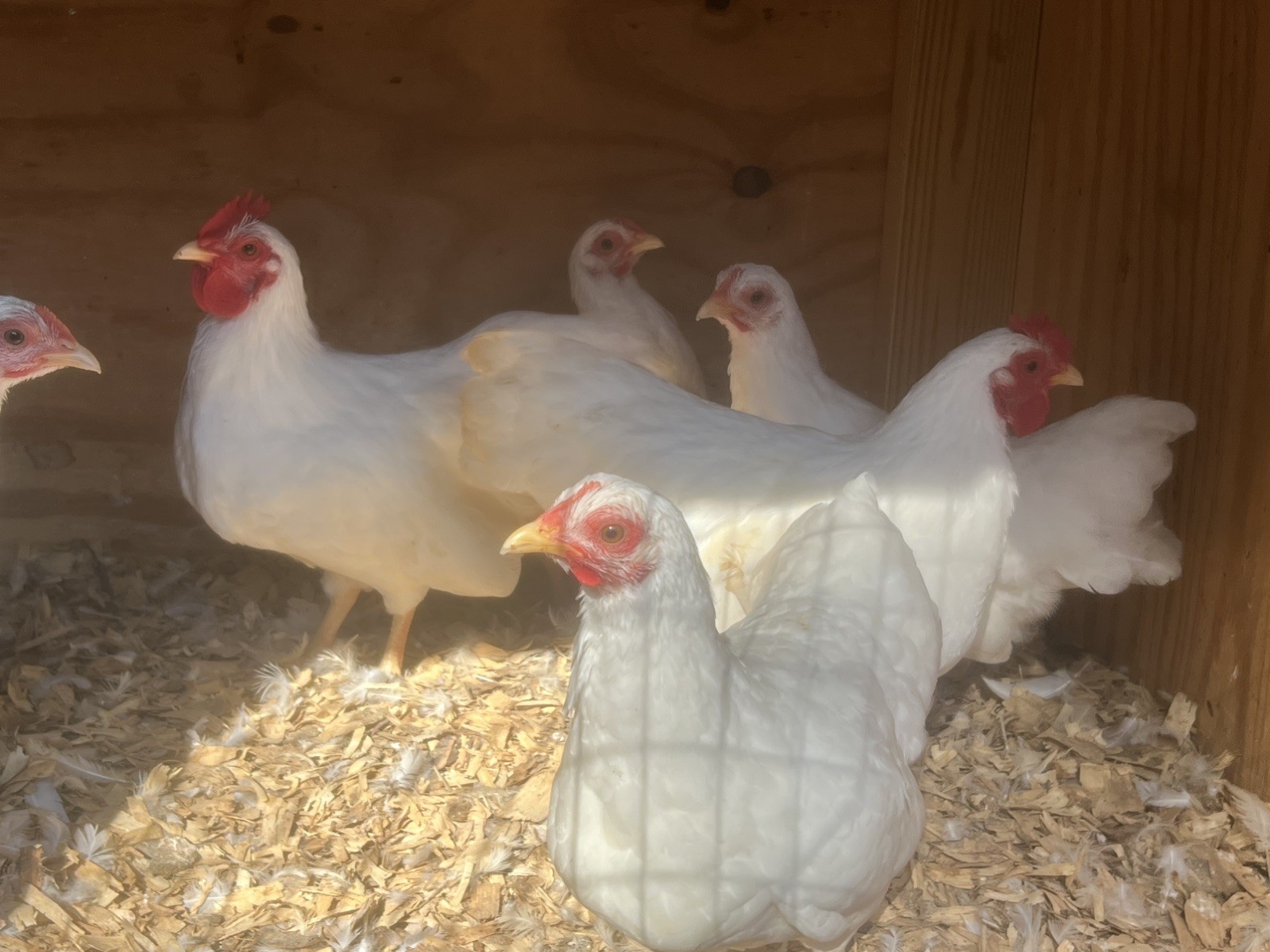 Assorted Bantam Hatching Eggs—Exhibition Line