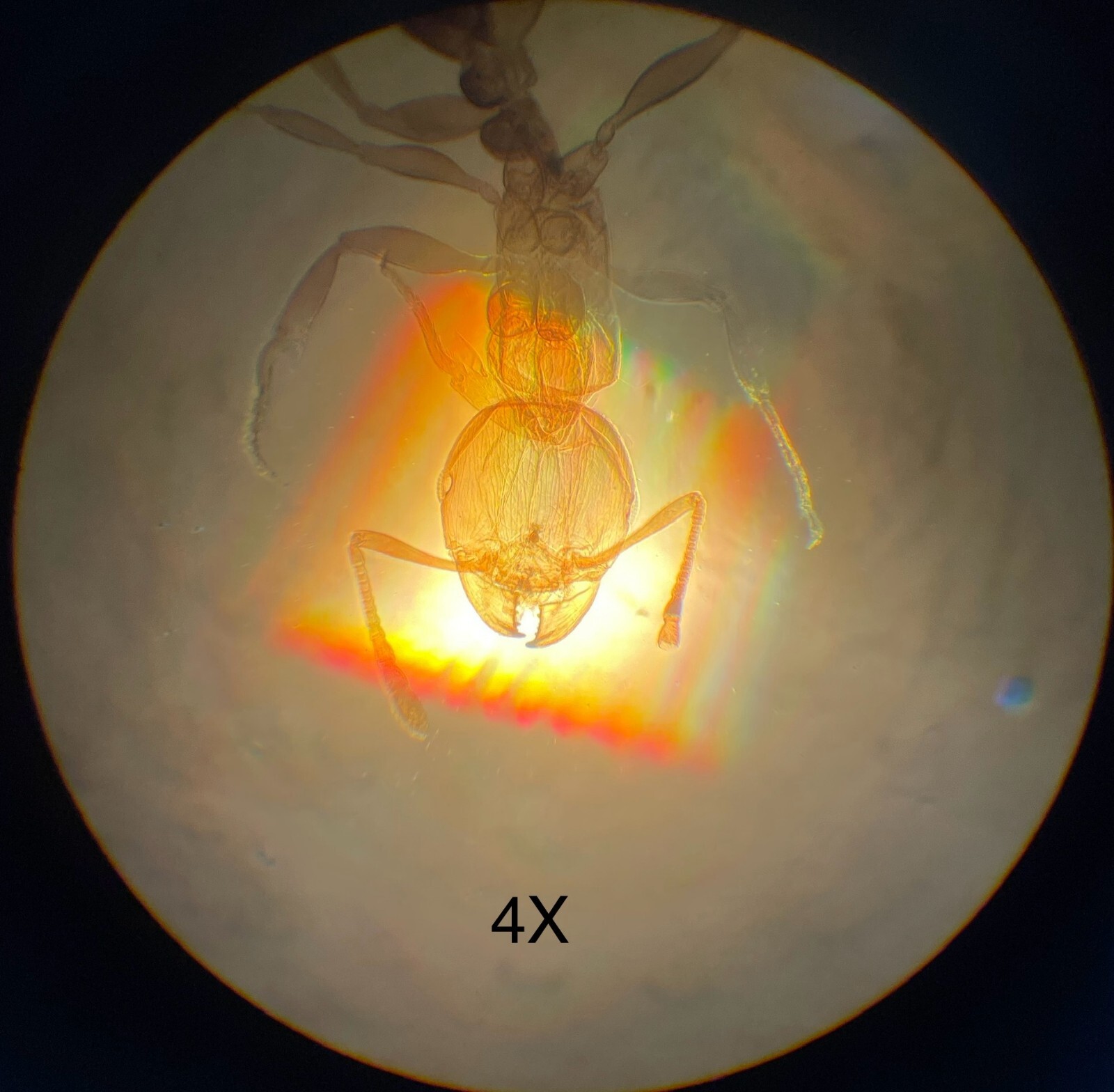 Olympus Tokyo CK Inverted Binocular Microscope W/ illuminator, objectives