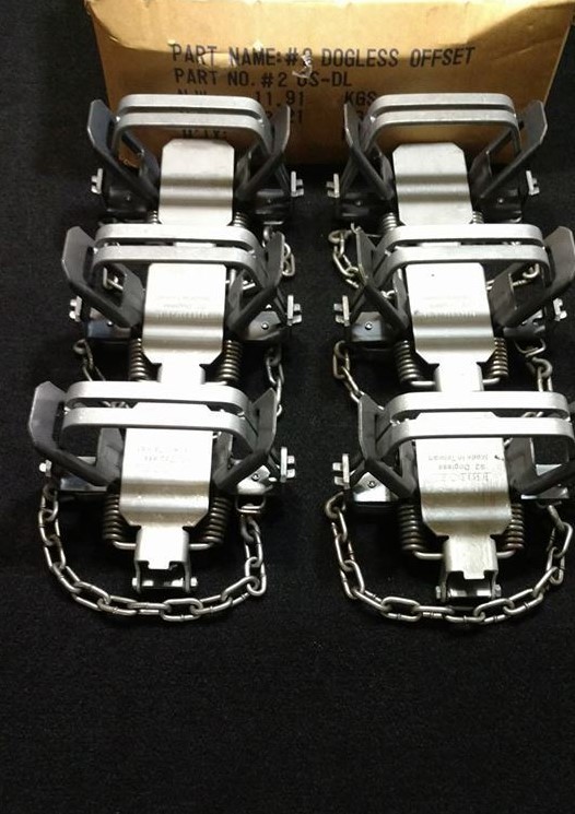 6 BRIDGER #2 DOGLESS OS 2 COIL TRAP COIL SPRING TRAPPING COYOTE BOBCAT FOX