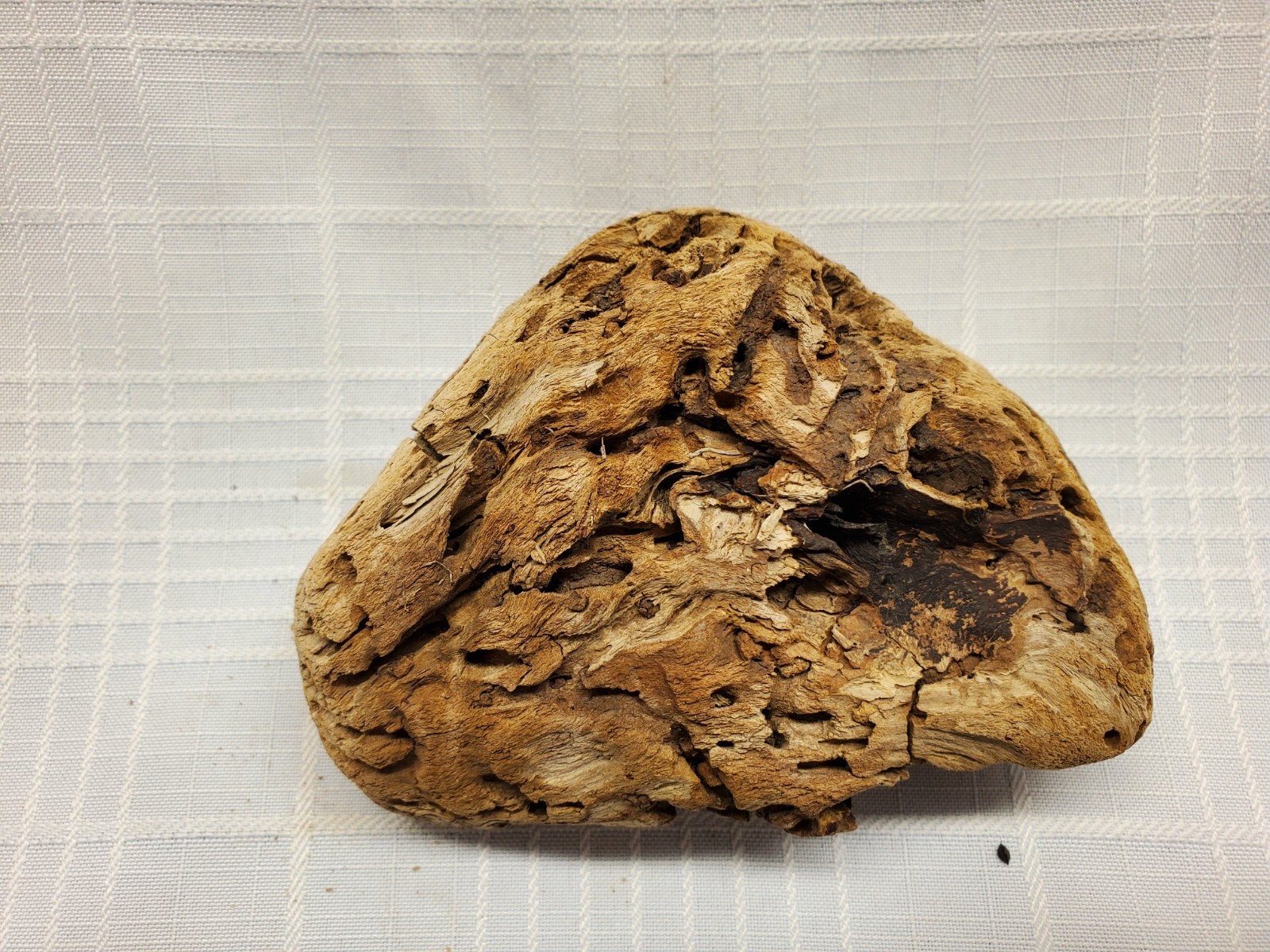 Unique Small Piece Of Driftwood from the Mighty Mississippi River