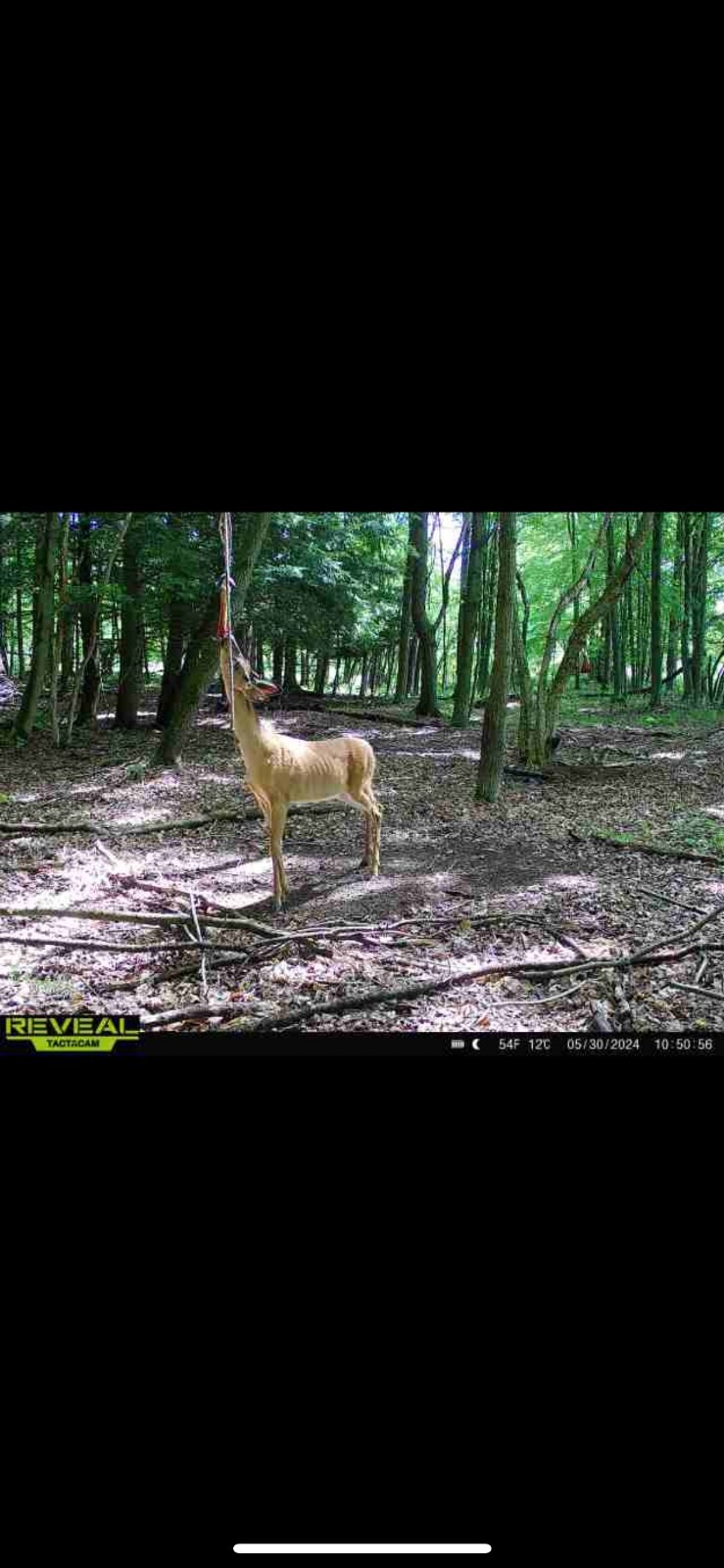 deer attractant Rope Kit! Free Shipping!