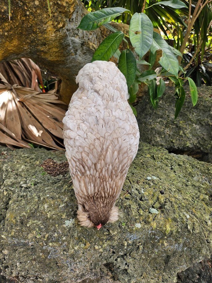 (6) Mauve and Chocolate Ameraucana Hatching Eggs - Possible Mottled Split!