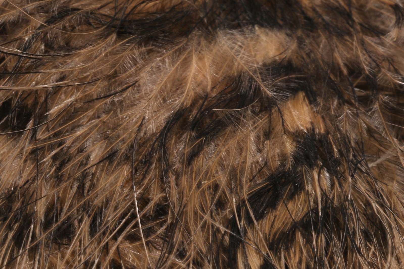 Jailhouse Marabou