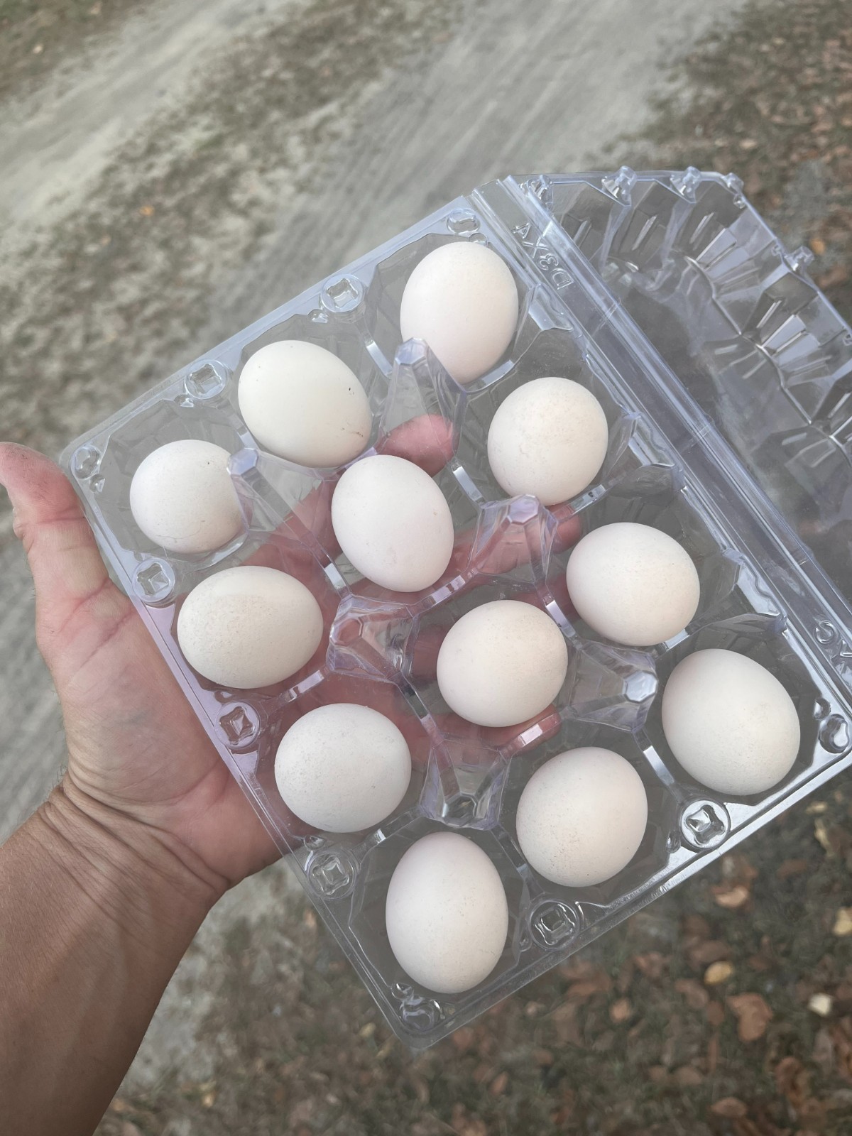 10+2 Bantam D'Uccle/Silkie Hatching Eggs- NPIP/AI Clean
