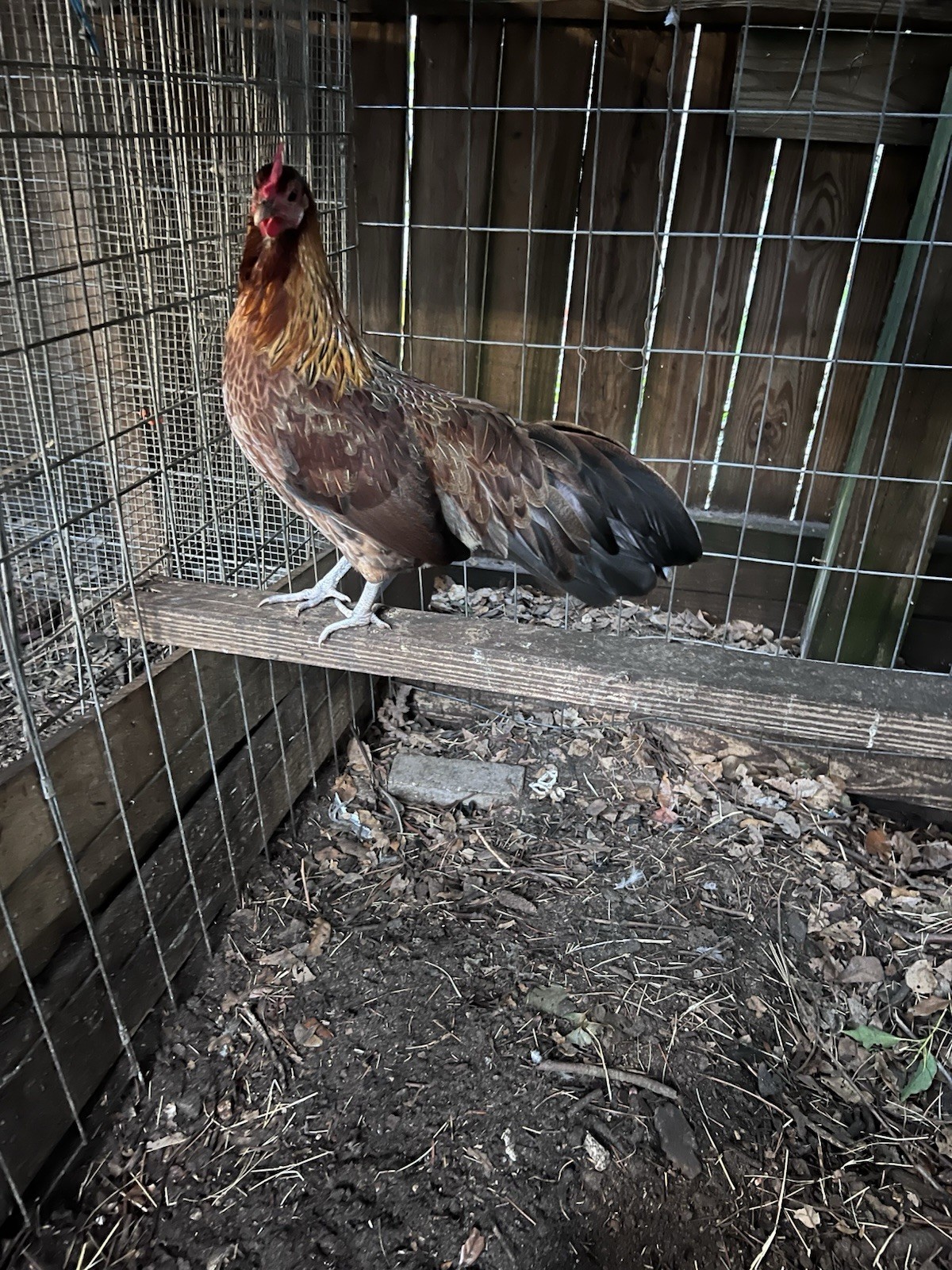 6+ Eggs for Hatching Mini Phoenix Fertile Eggs