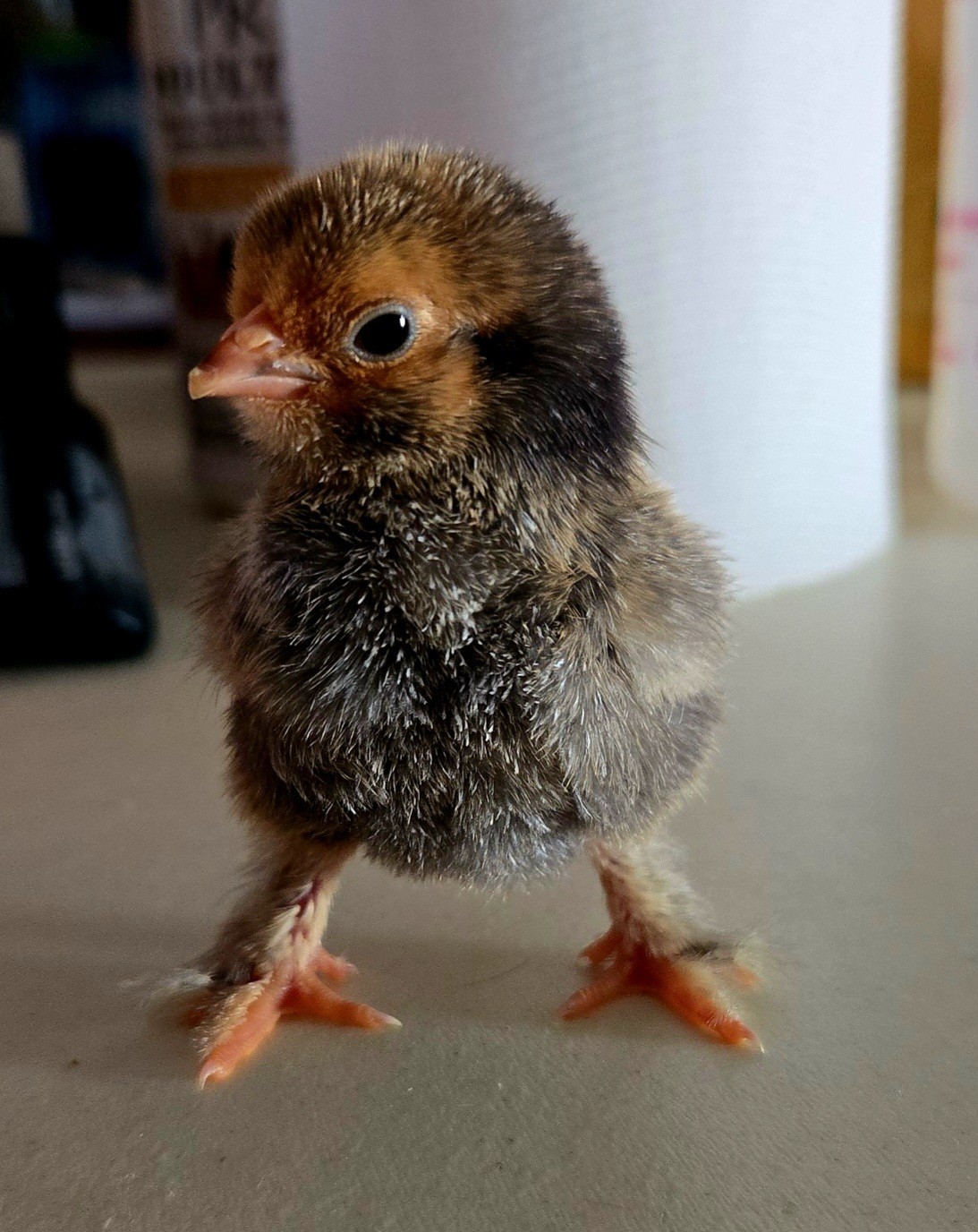 Belgian Bearded Mille Fleúr D'uccle Hatching Eggs (12+) NPIP Certified