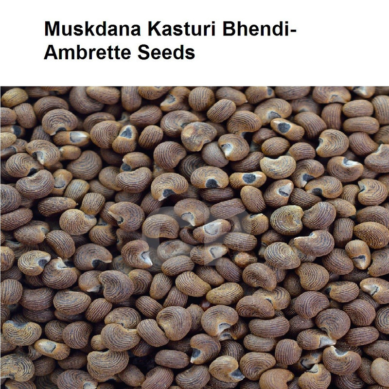Ambrette Seed Abelmoschus Moschatus Latakasturi Bhendi Seeds 50gm (1.7 OZ)`