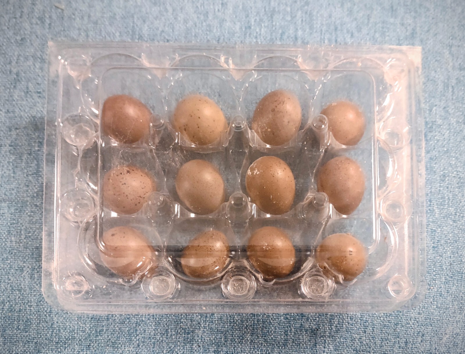 12 Fresh Organically Raised Button Quail Fertile Hatching Eggs Shipped Securely
