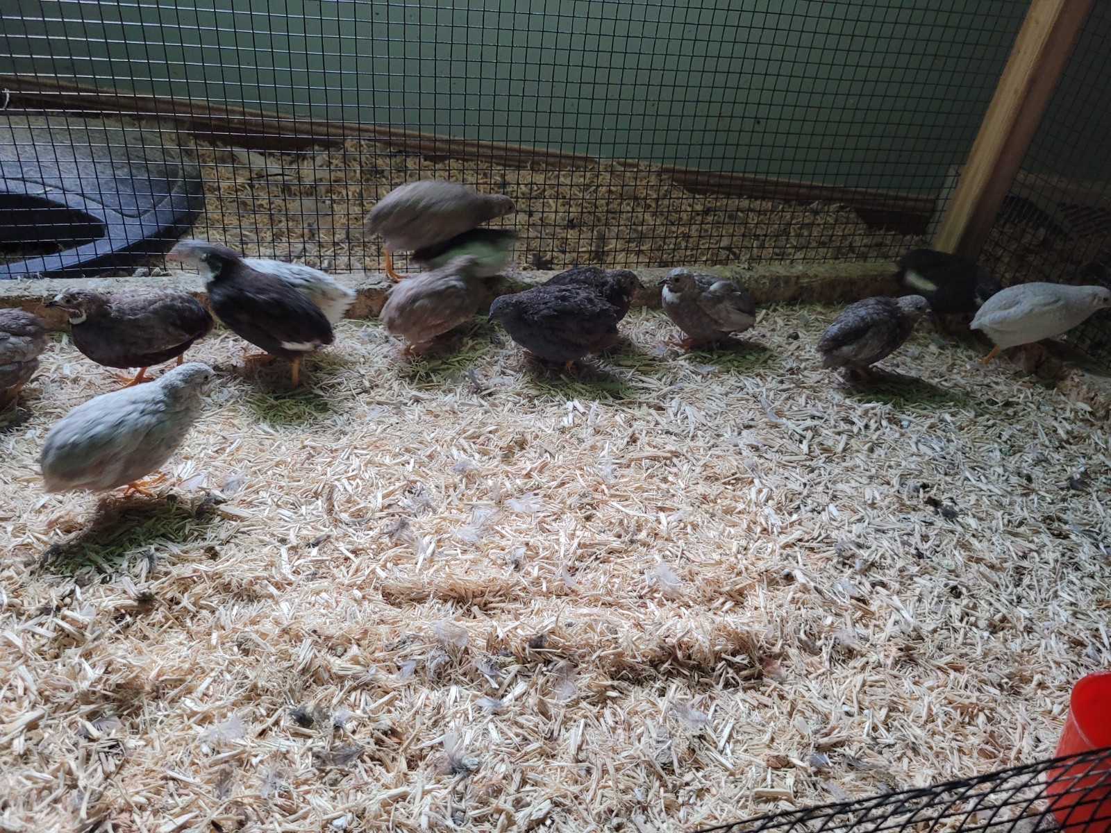 12+ Button Quail Hatching eggs