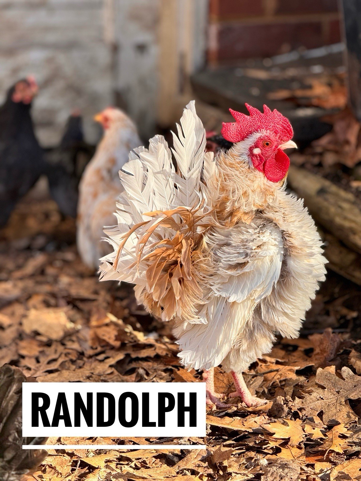 15 Traditional Serama Hatching Eggs-The tiniest breed of chicken