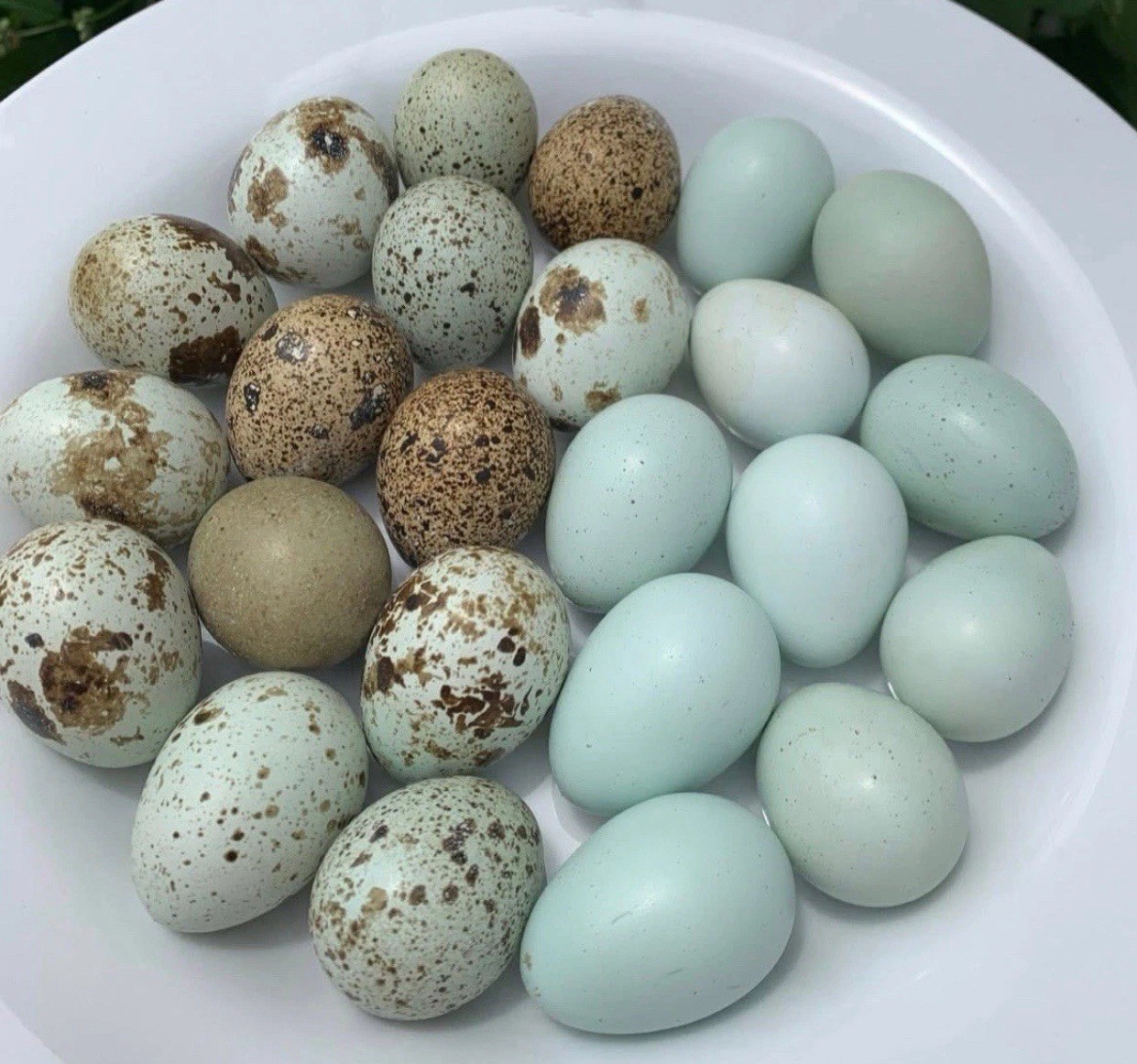 12 Exotic Colors + Celadon Blue Coturnix Quail Eggs