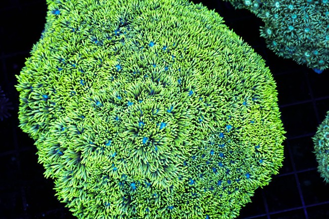 Neon Green Goniopora Coral Colony WYSIWYG - SAQ Coral Farm