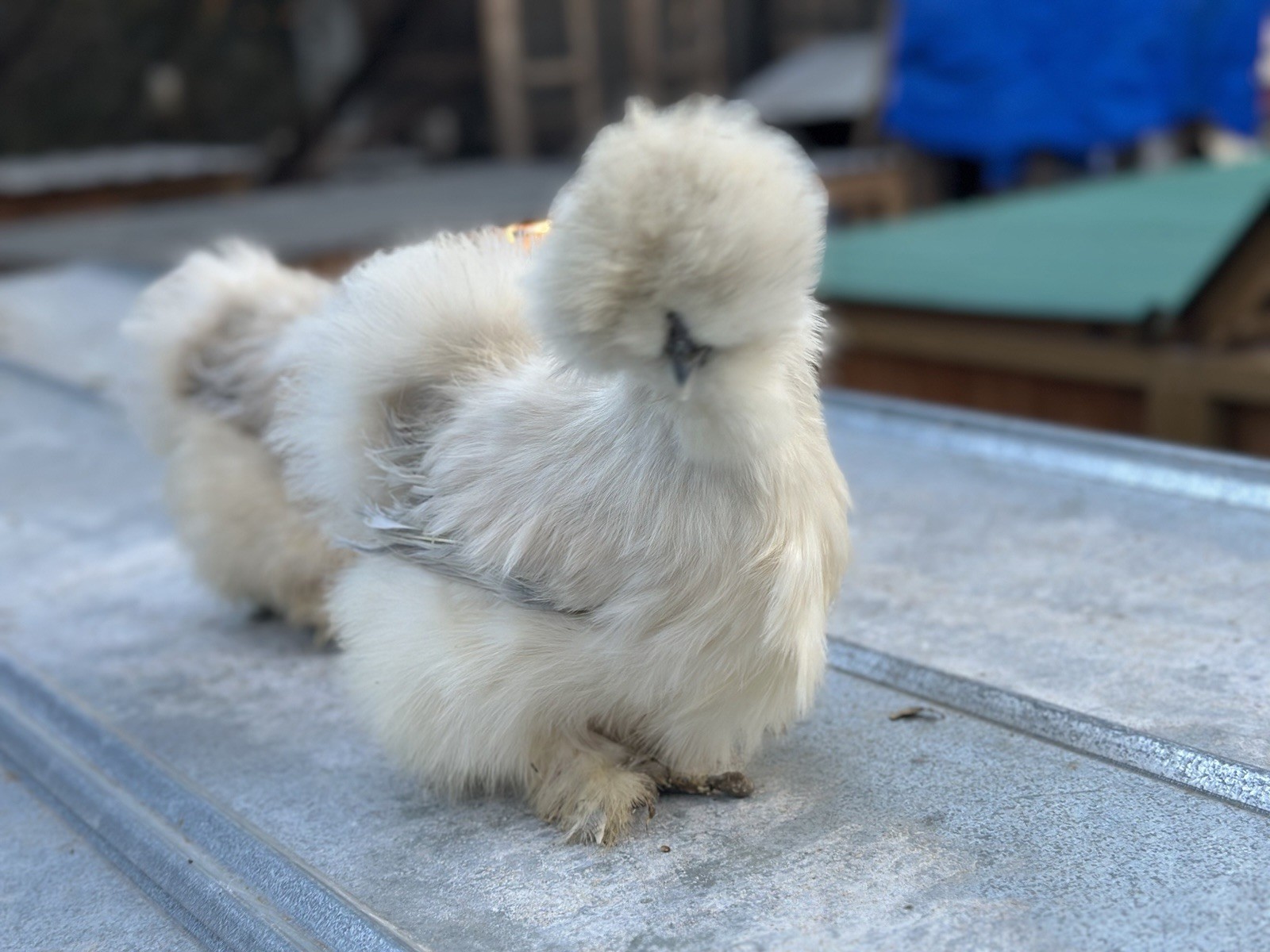 18-pack Fertile Silkie Hatching Eggs - Variety Pack