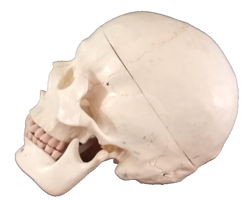Anatomy - Human Skull lModel