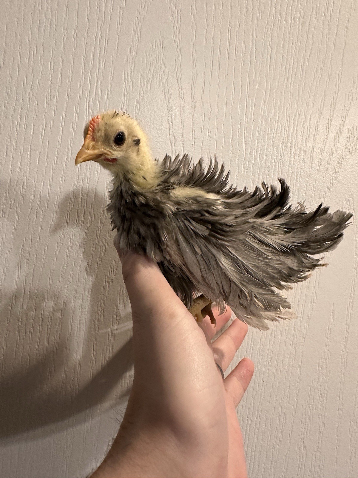 6+ Fertile Serama Chicken Hatching Eggs - FRIZZLE!