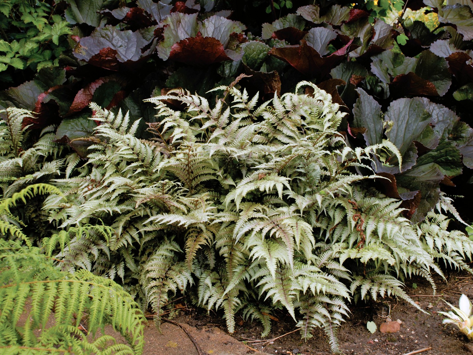 Live JAPANESE PAINTED FERN Plant + Athyrium Niponicum - [Pint Pot] - Perennial